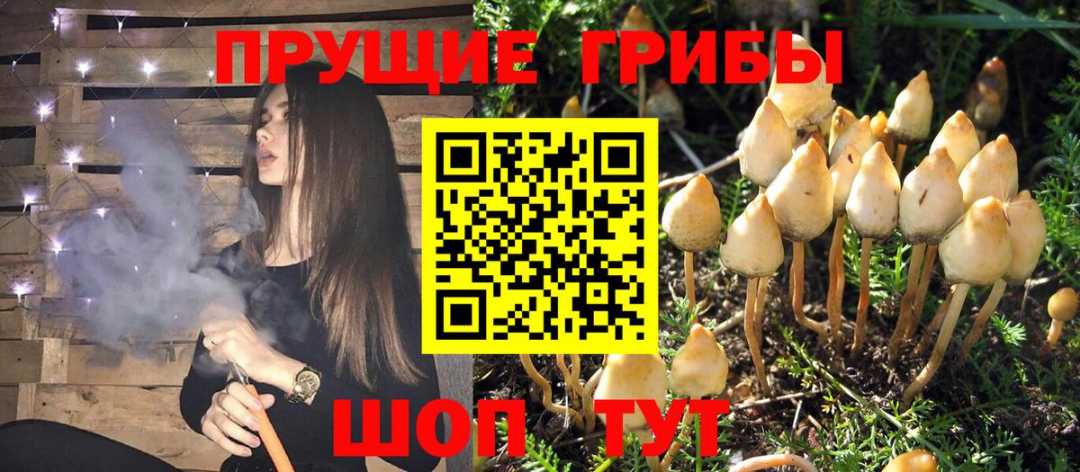 Копейск  Псилоцибиновые грибы Cubensis  наркотики  Вход с VPN 